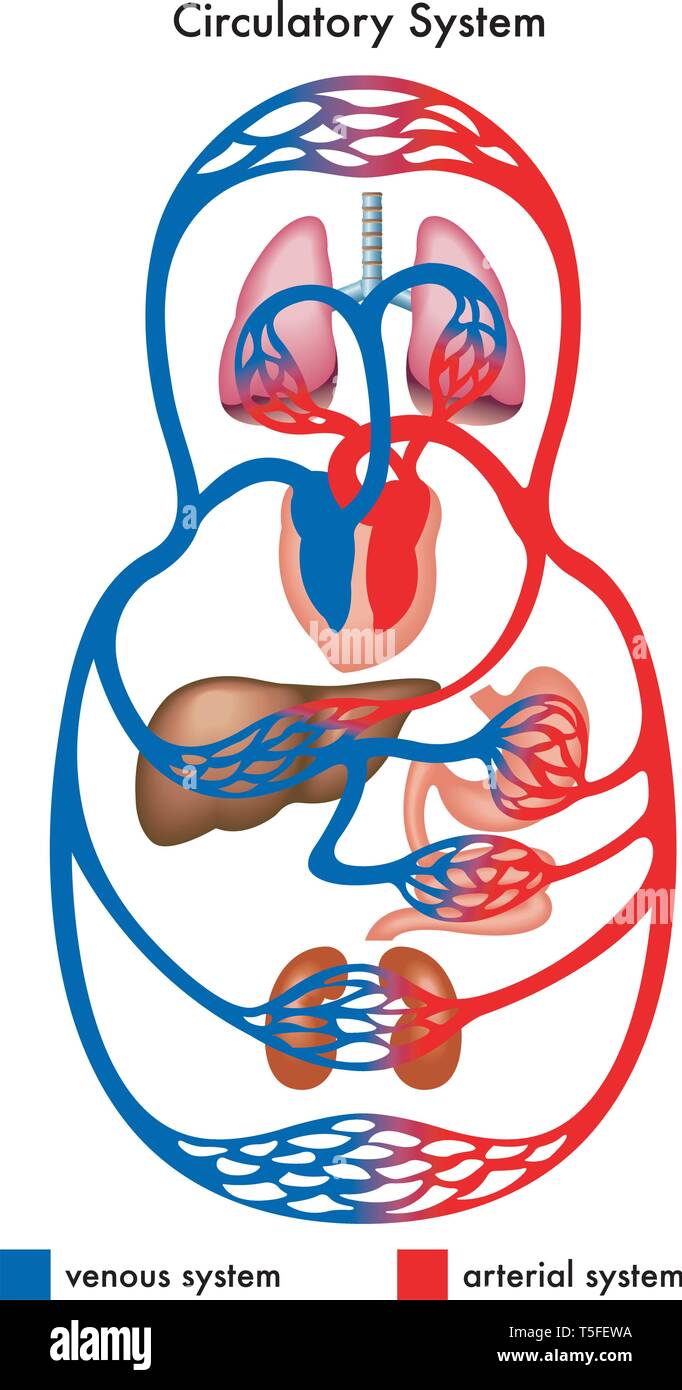 Medizinische Grafik, die den Kreislauf des menschlichen Körpers, insbesondere die arterielle und venöse Systeme. Stock Vektor