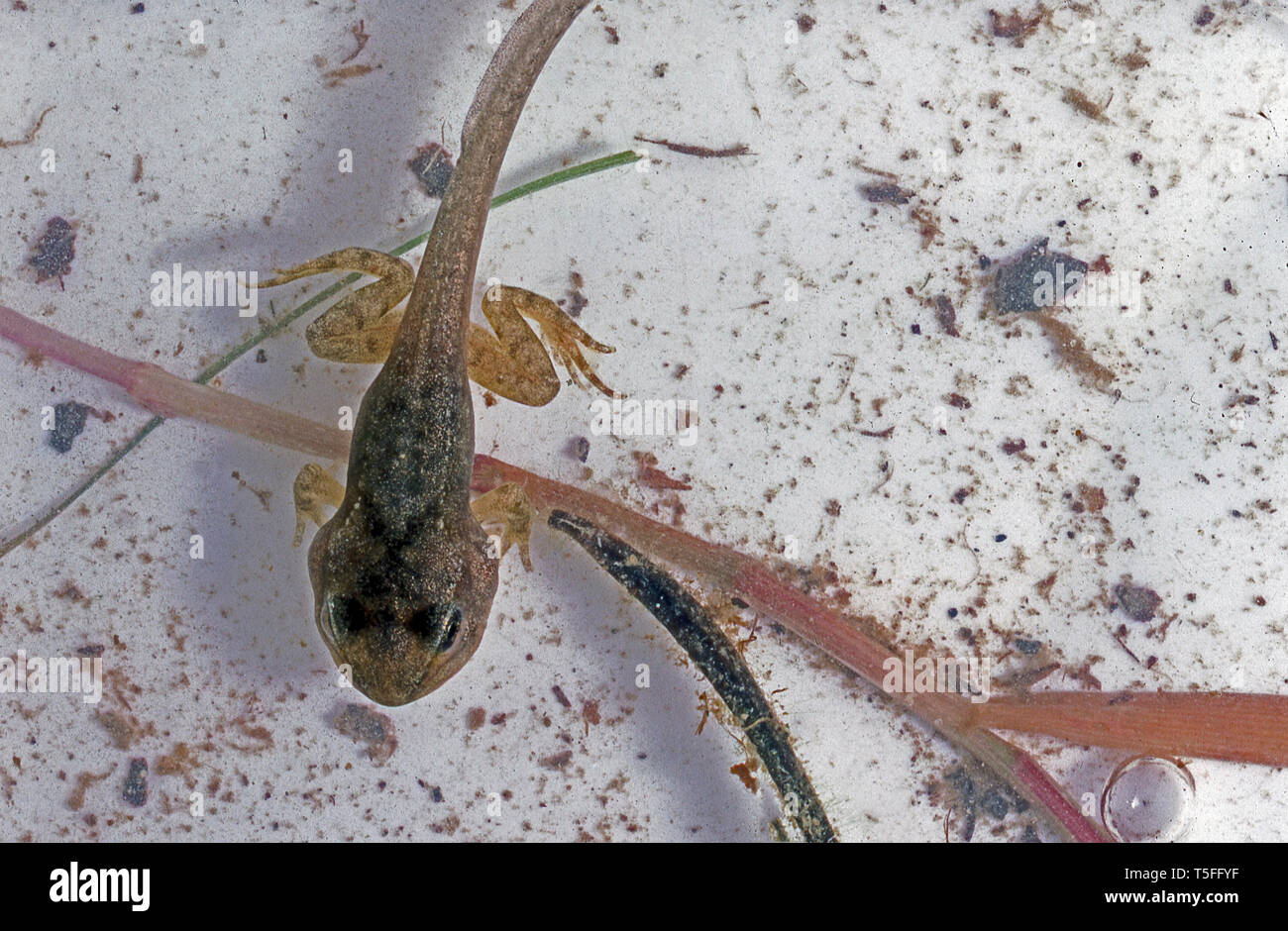 Frosch Kaulquappen entwickeln (Rana temporaria) Stockfoto