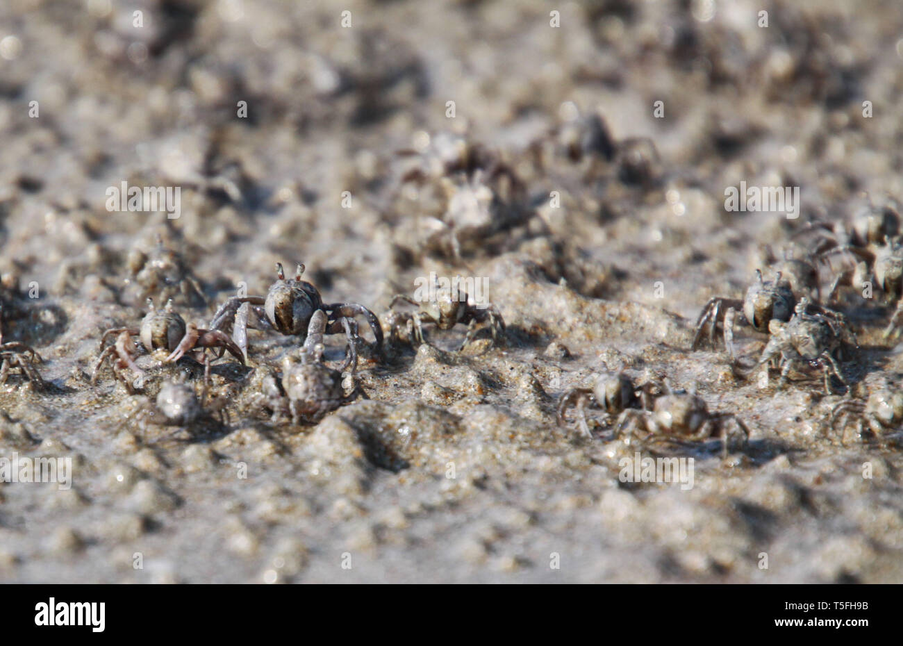 Tausende von winzigen Sand bubbler Krabben Herde vom Strand ins Wasser auf der tropischen Insel Ko Lanta Stockfoto