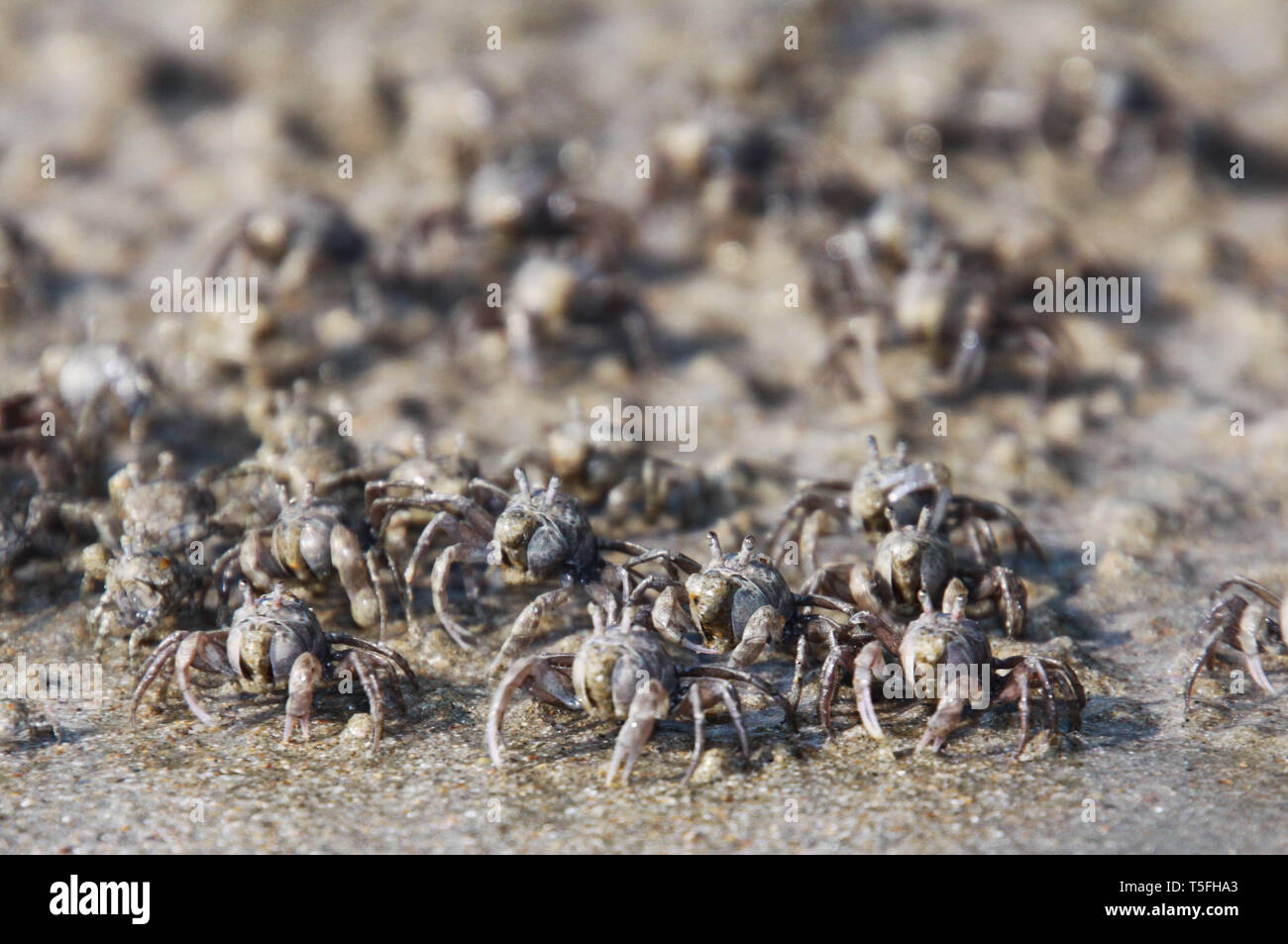 Tausende von winzigen Sand bubbler Krabben Herde vom Strand ins Wasser auf der tropischen Insel Ko Lanta Stockfoto