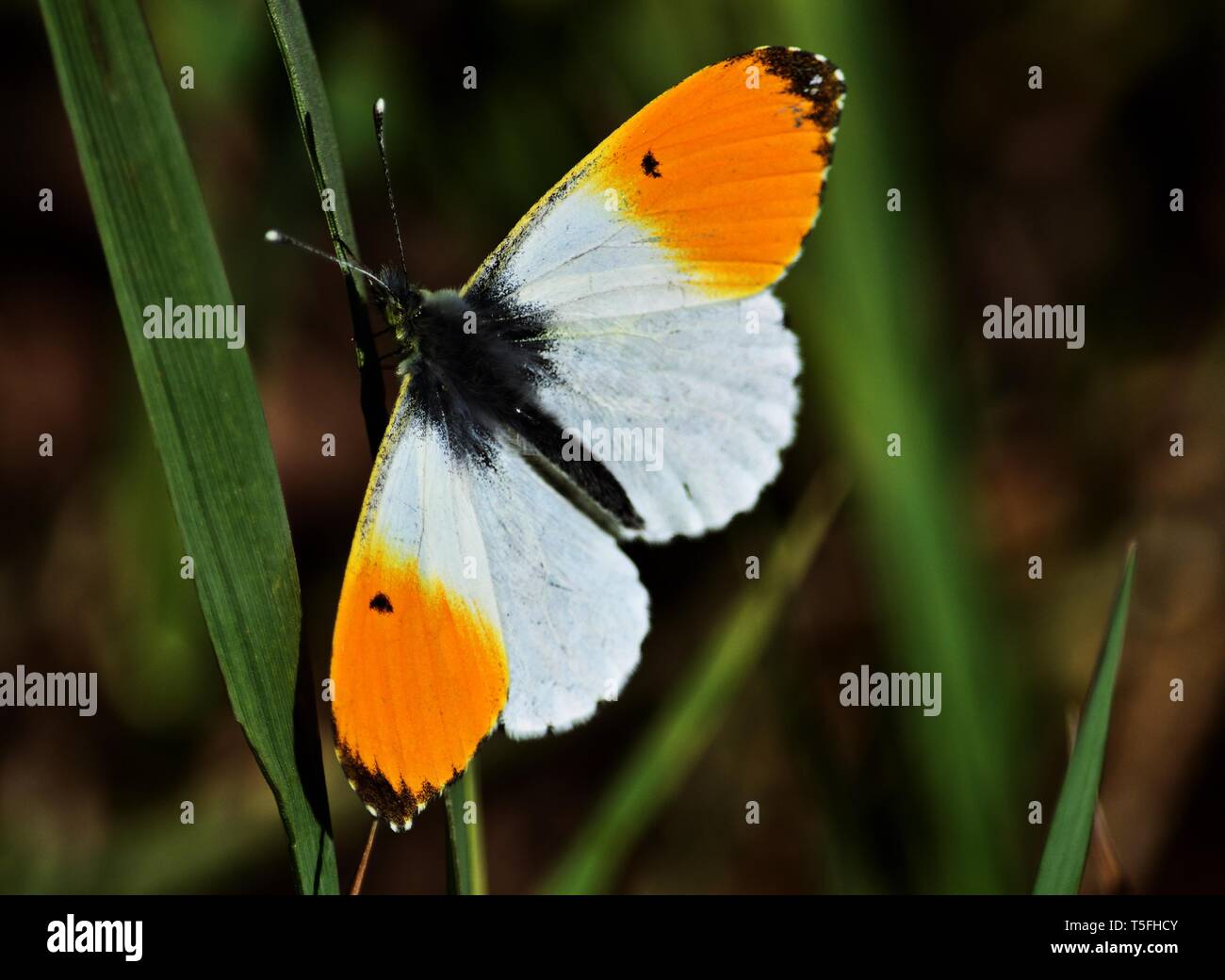 Orange Spitze Schmetterling, Anthocharis cardamines Stockfoto