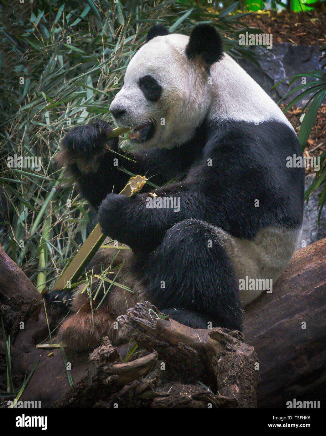 Panda Zoo Calgary Alberta Kanada Stockfoto