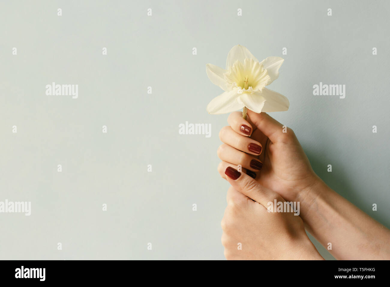 Die Blume in weibliche Hände auf pastellfarbenen Hintergrund ist ein Symbol für das Leben des schönen, hellen Nagellack, modisches, Stockfoto