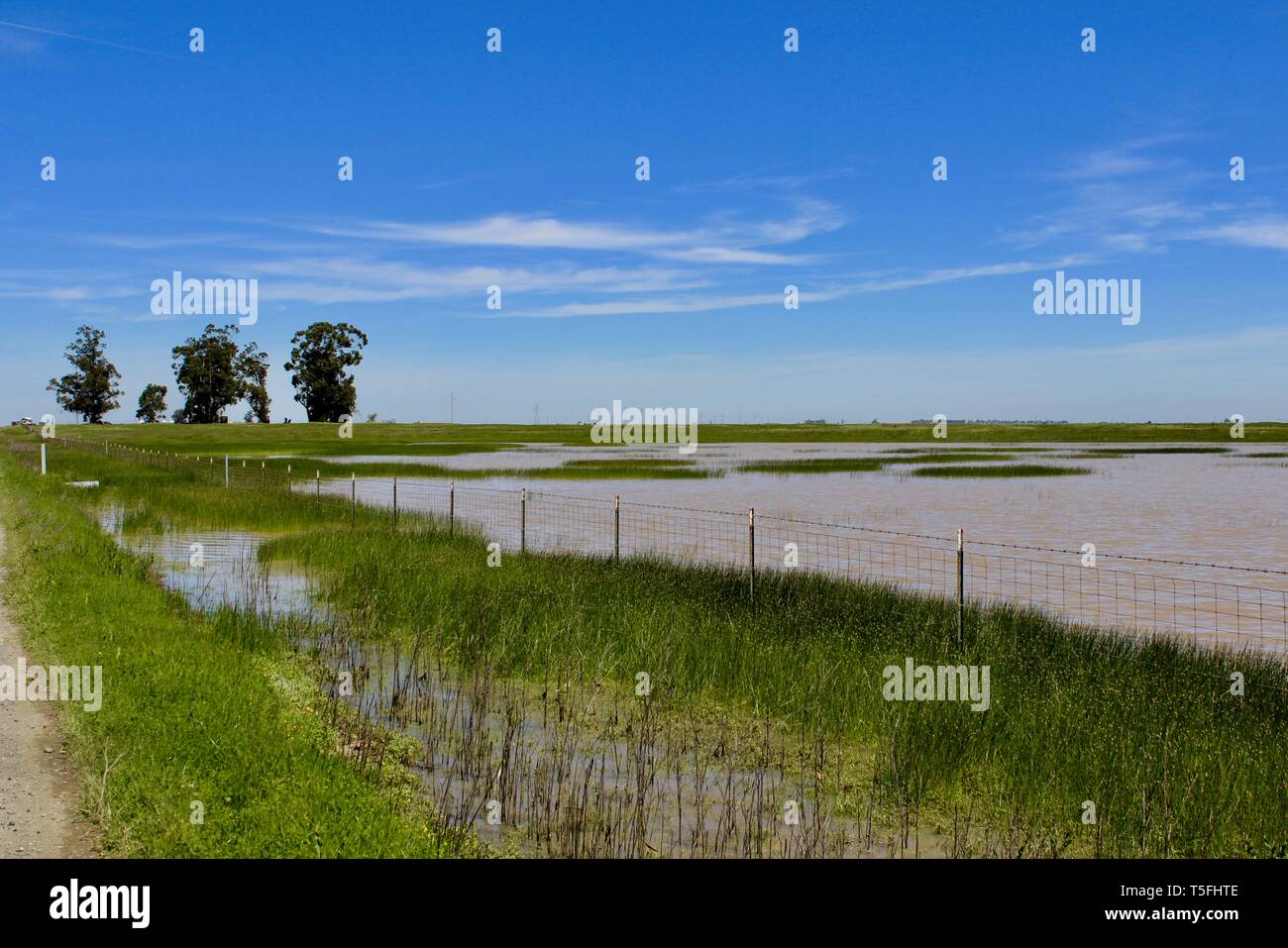 Vernal Pond, Jepson Prairie Preserve, Dixon, Kalifornien Stockfoto