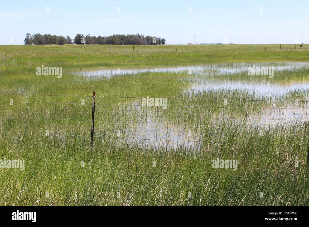 Vernal Pond, Jepson Prairie Preserve, Dixon, Kalifornien Stockfoto