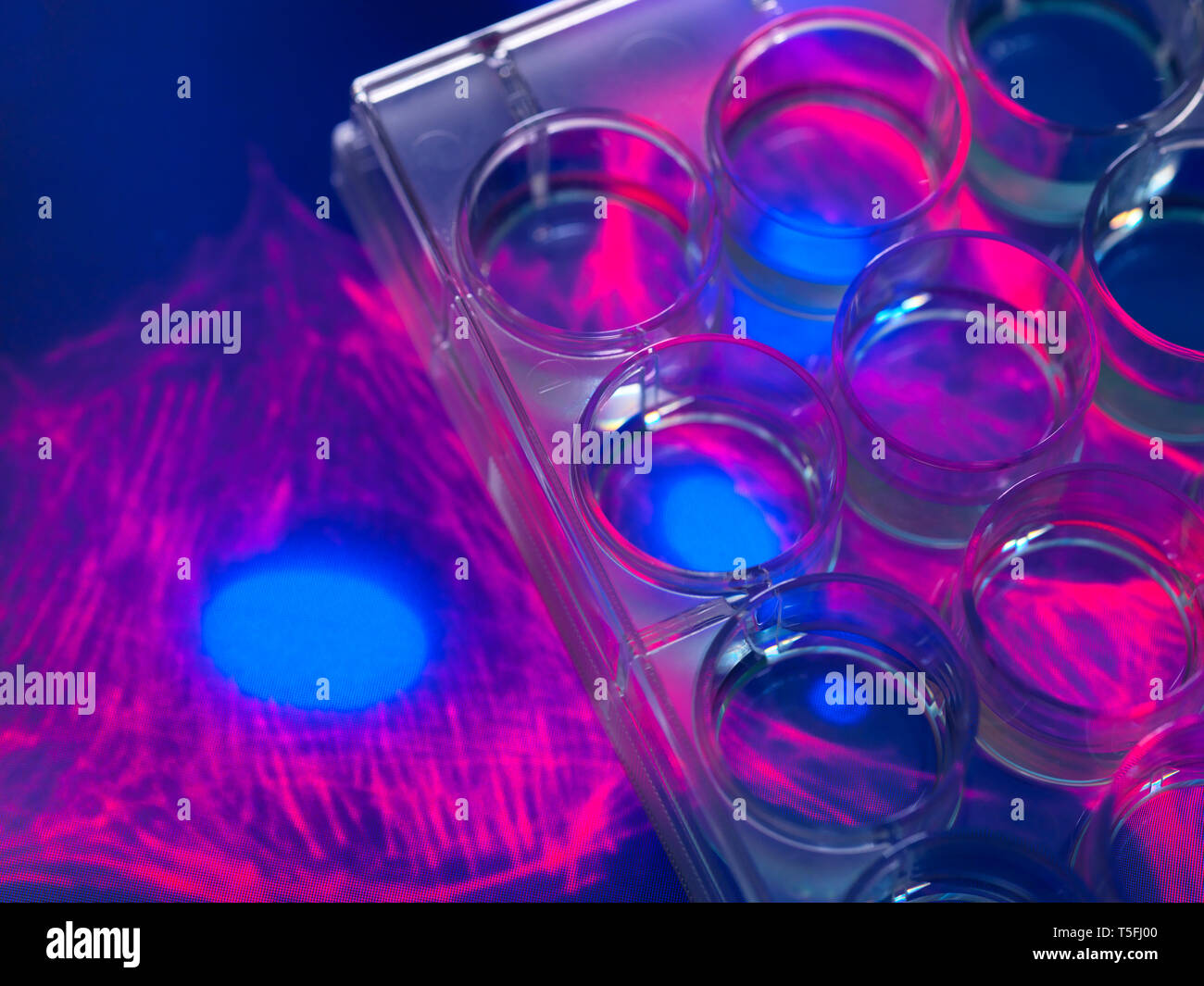 Stammzellen kultiviert rot Wachstum medium in einer Kultur Glas mit dem Mikroskop Bild der Zellstruktur im Hintergrund Stockfoto