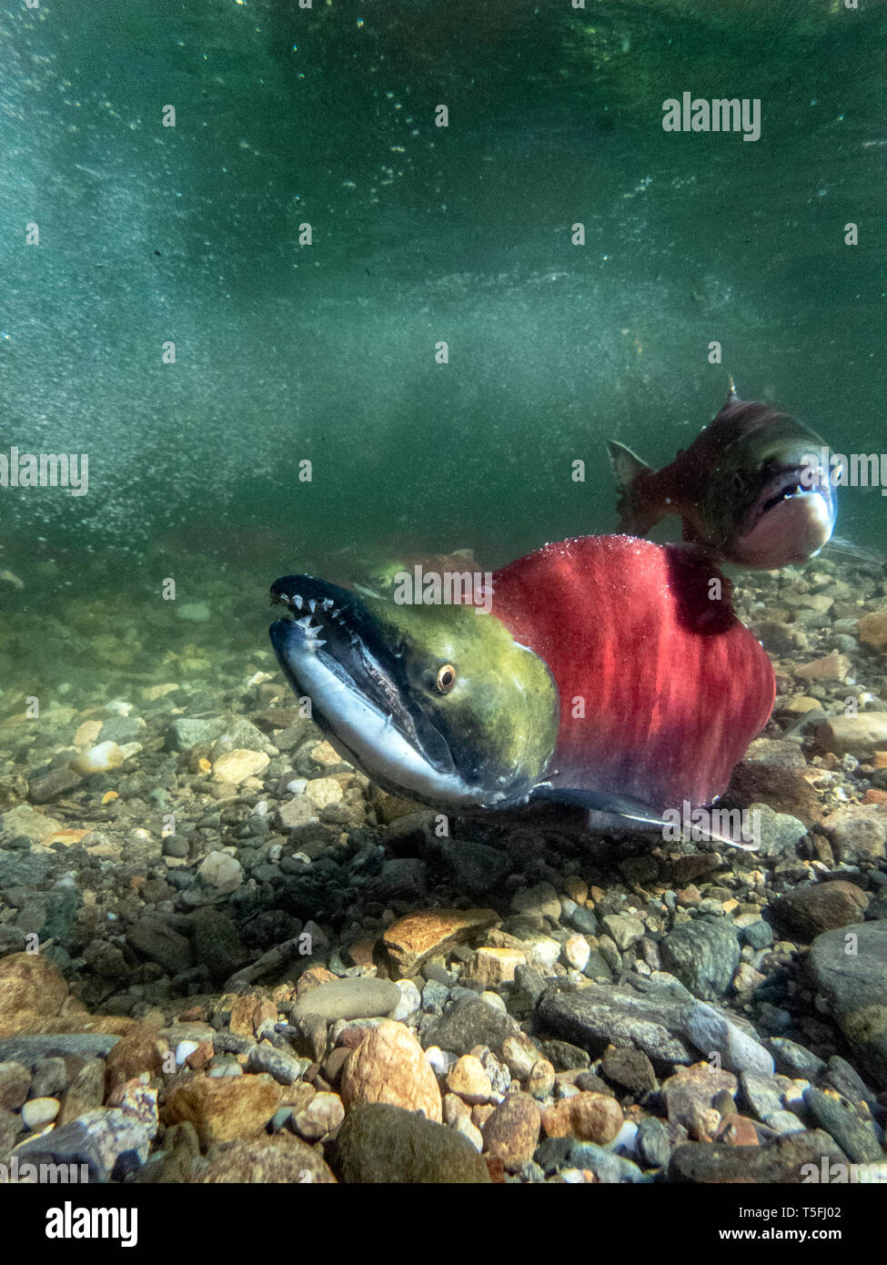 Kalifornien, British Columbia, Adams River, sockeye Lachse, Oncorhynchus nerka Stockfoto