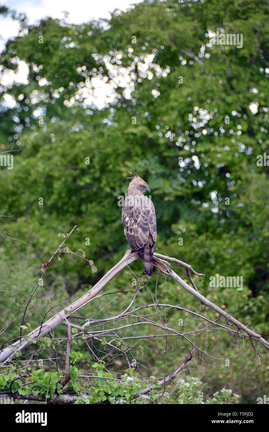 Austauschbare hawk - Adler, Nisaetus cirrhatus, főkötős vitézsas, Sri Lanka Stockfoto