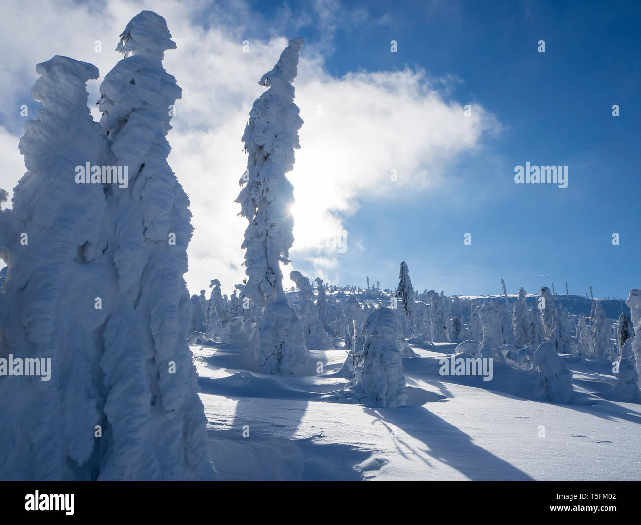 Deutschland, Naturpark Oberer Bayerischer Wald, Winter Landschaft mit Schnee - koniferen bedeckt Stockfoto