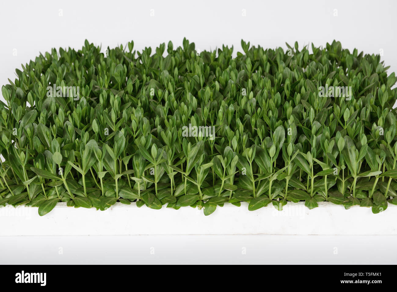 Lisianthus (Eustoma grandiflorum) Setzlinge pflanzen für professionelle  Schnittblumen Produktion im Gewächshaus Stockfotografie - Alamy