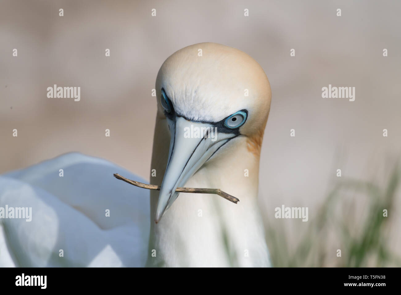 Gannett Nesting, Bempton Cliffs, Yorkshire Stockfoto