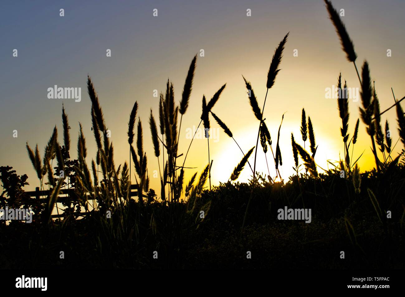 Kuwait sonnenaufgang Blick vom Strand Stockfoto