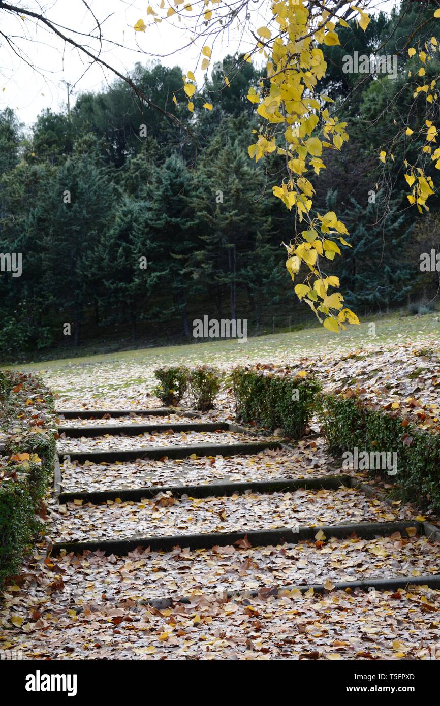 Treppen und Bäume in einem Park im Herbst voller Blätter Stockfoto