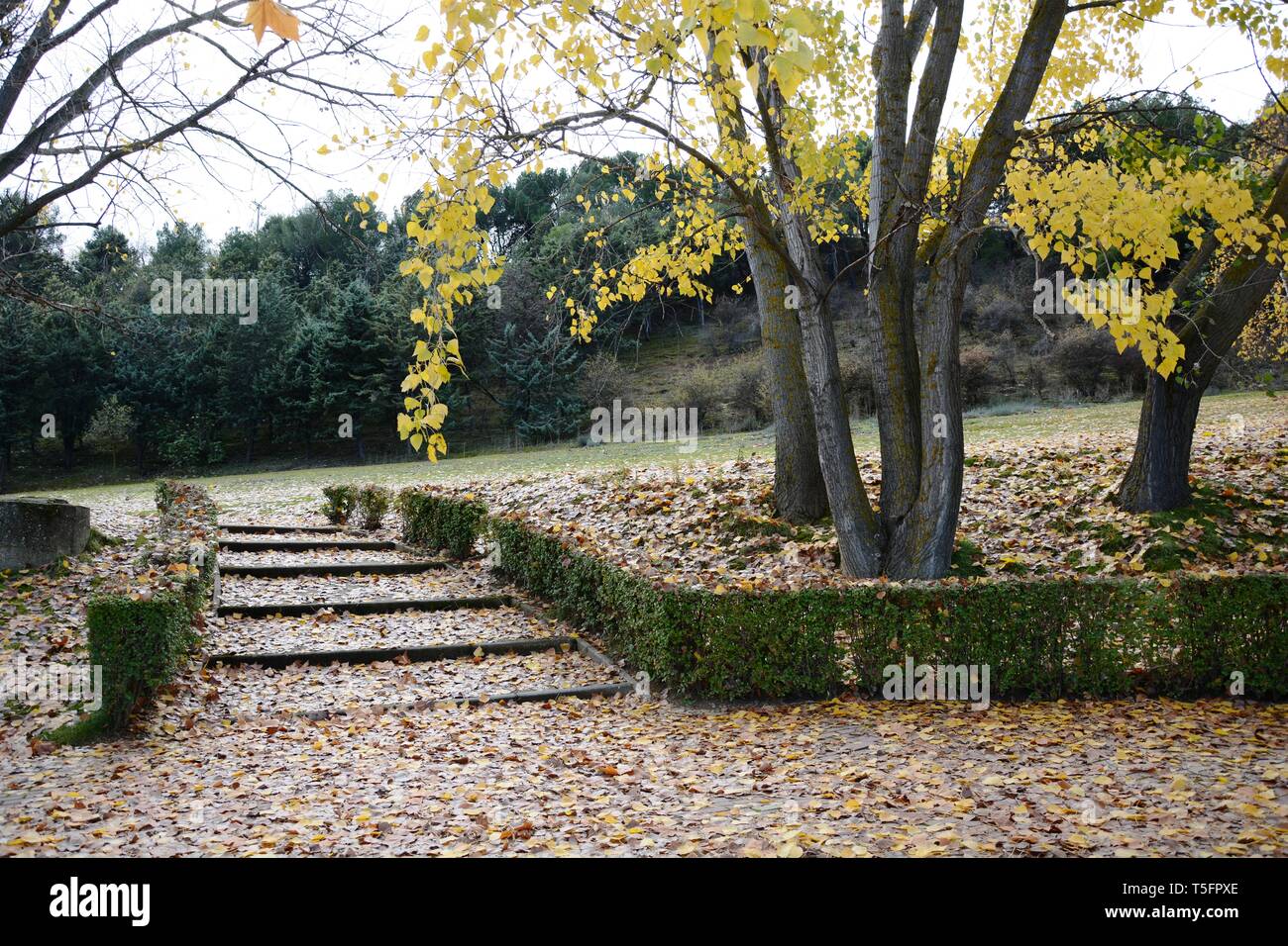 Treppen und Bäume in einem Park im Herbst voller Blätter Stockfoto