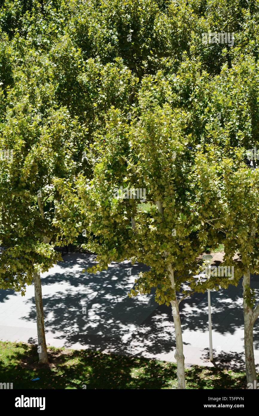 Bäume und grüne Blätter im Park Stockfoto