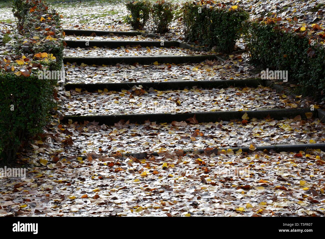 Treppen in einem Park im Herbst voller Blätter Stockfoto