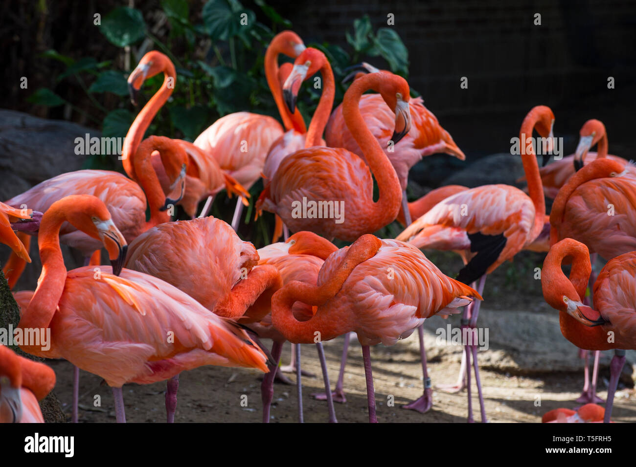 USA, Louisiana, Flamingos, Phoenicopteridae Stockfoto