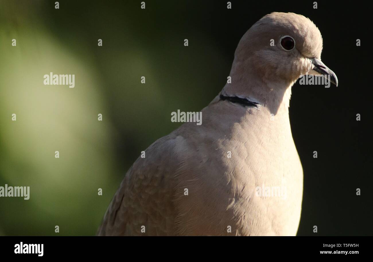 Eurasian Collared Dove (Streptopelia decaocto) Nahaufnahme Portrait in den Wintergarten. Midlands, UK, Februar 2019. Stockfoto