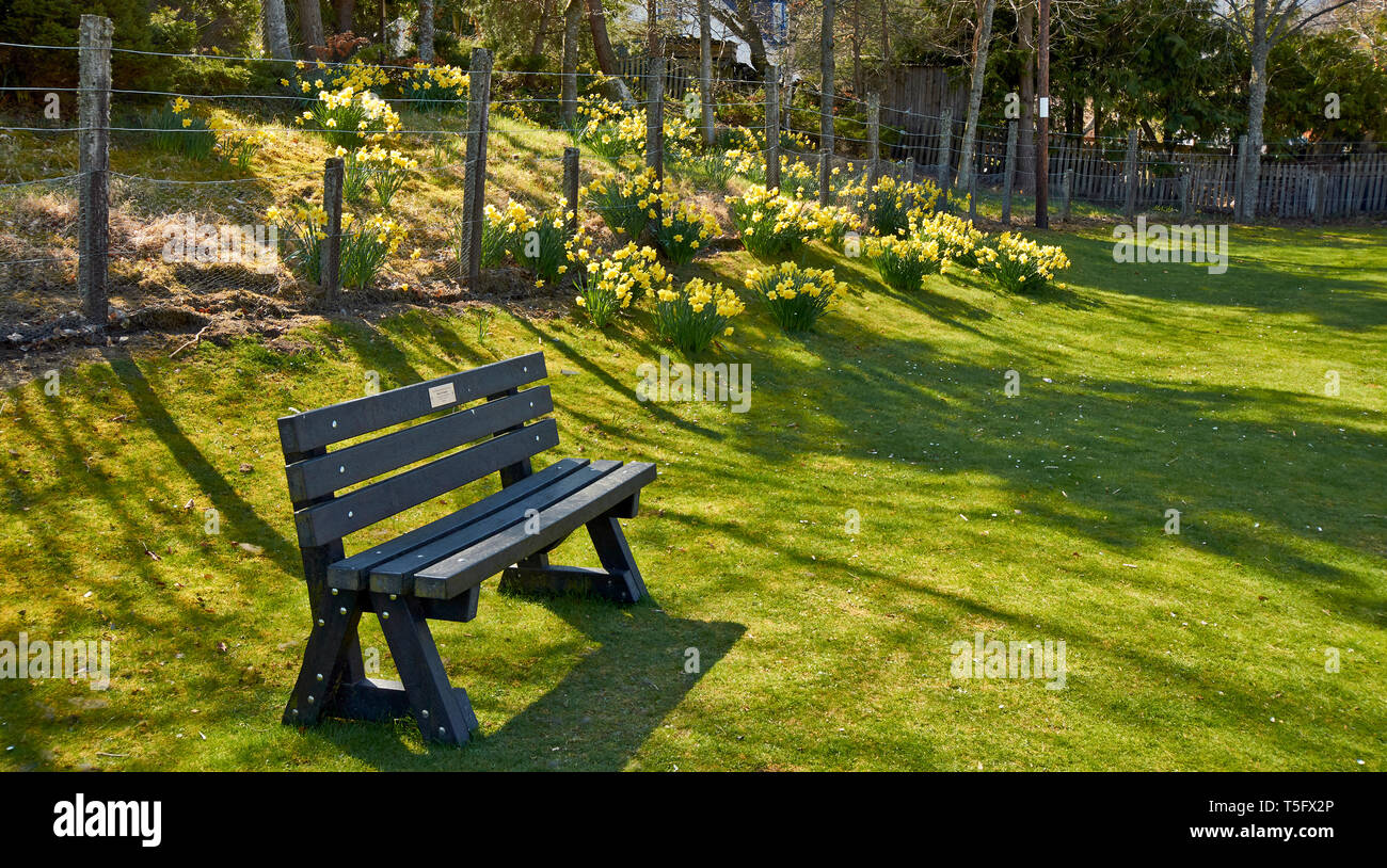 BRAEMAR ABERDEENSHIRE SCHOTTLAND am Straßenrand RASEN MIT GEDENKSTÄTTE SITZ UND Narzissen im Frühjahr Stockfoto