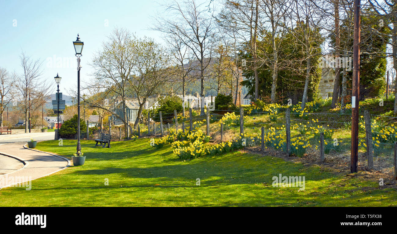 BRAEMAR ABERDEENSHIRE SCHOTTLAND am Straßenrand Rasen mit Sitz und Narzissen im Frühjahr Stockfoto