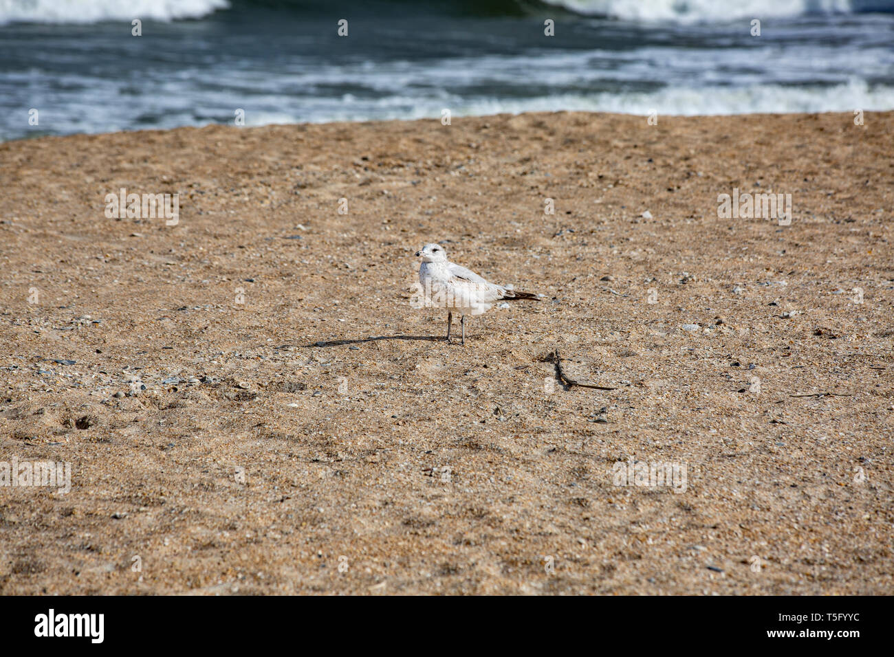 Vogel auf dem Sand Stockfoto