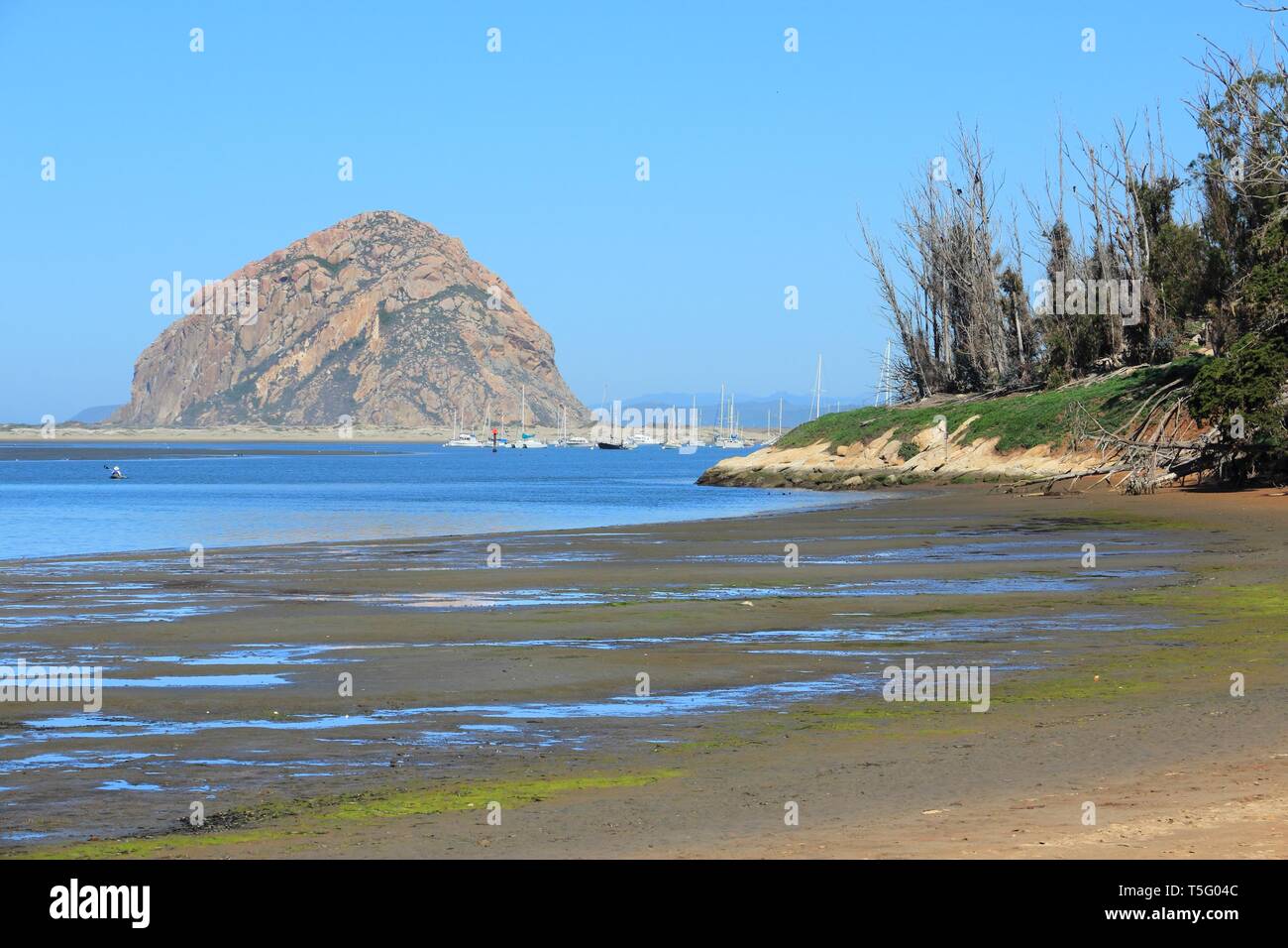 California, United States - Pacific coast. Morro Bay State Park (San Luis Obispo County). Stockfoto