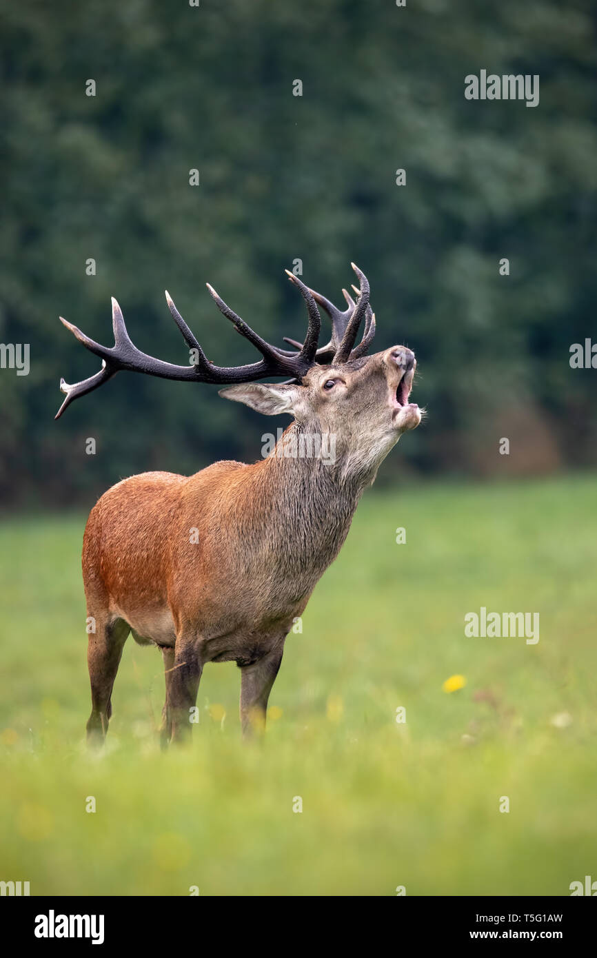 Das gebrüll Rotwild Hirsch mit riesigen dunklen Geweih in der Brunftzeit Stockfoto