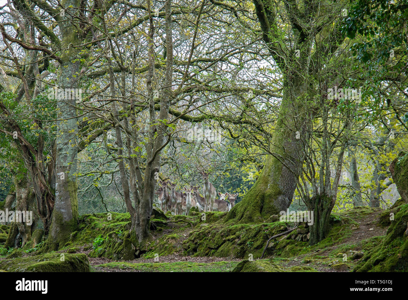 Herde von schüchtern Damwild (Dama Dama) unter die Bäume eines Waldes in Cornwall, Großbritannien Stockfoto