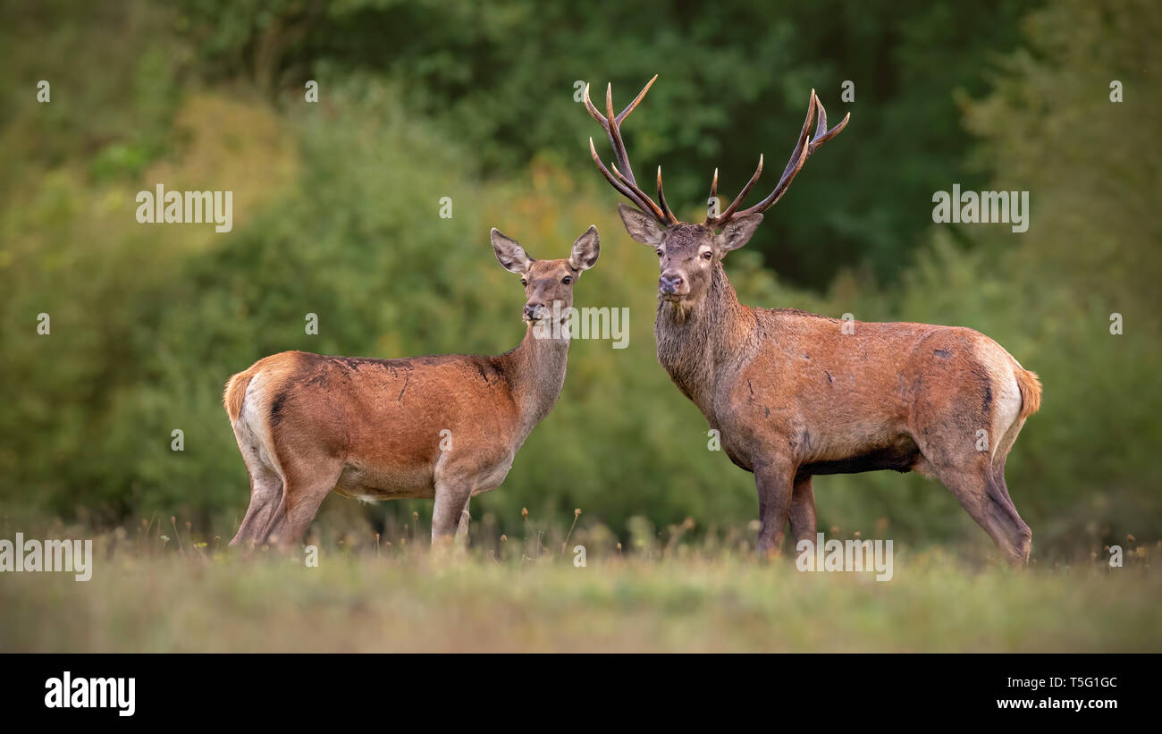 Rotwild, cervus elpahus, Paar im Herbst, während der Paarungszeit. Stockfoto