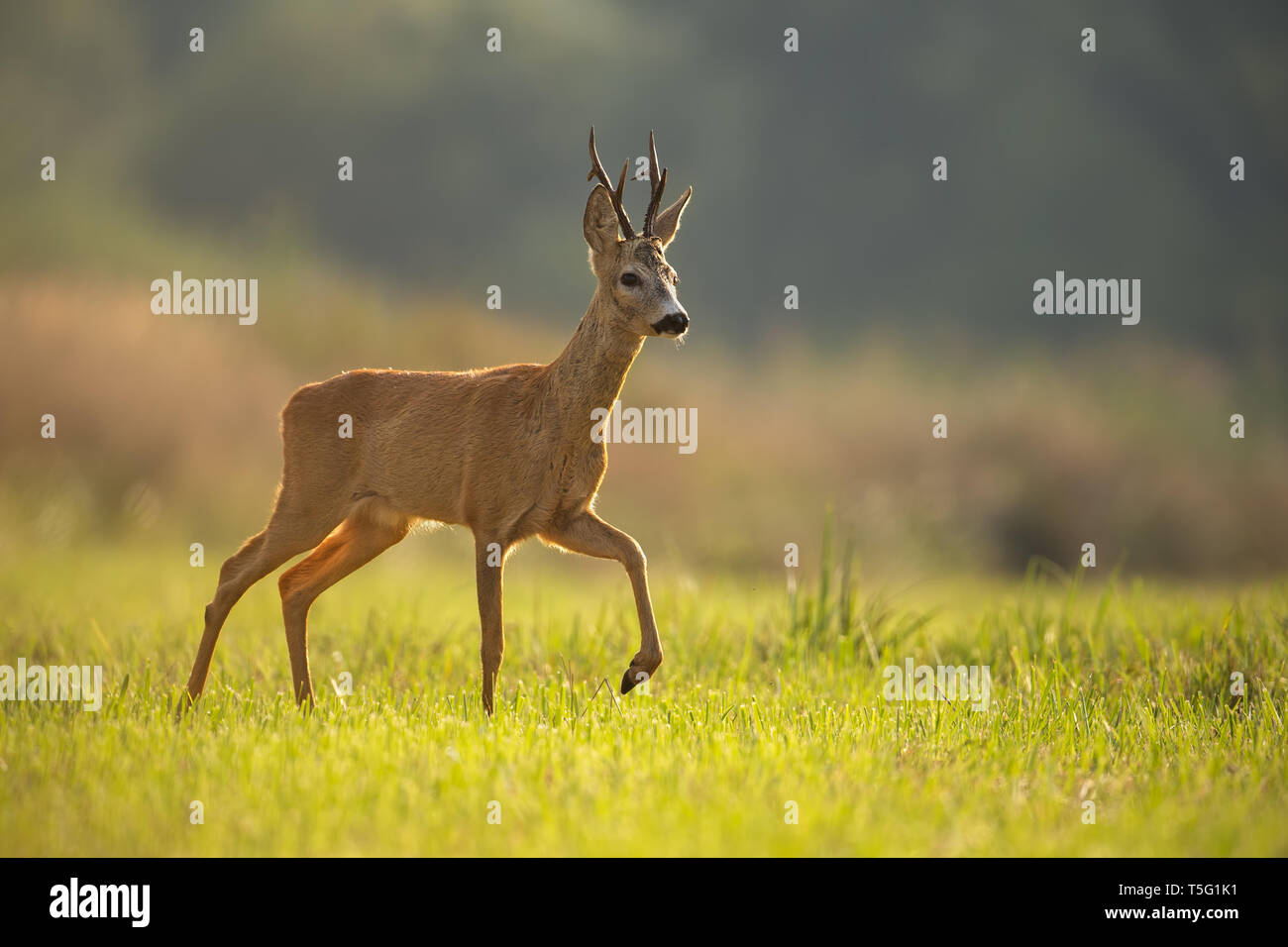 Rehe, Hyla arborea, Buck im Sommer. Stockfoto