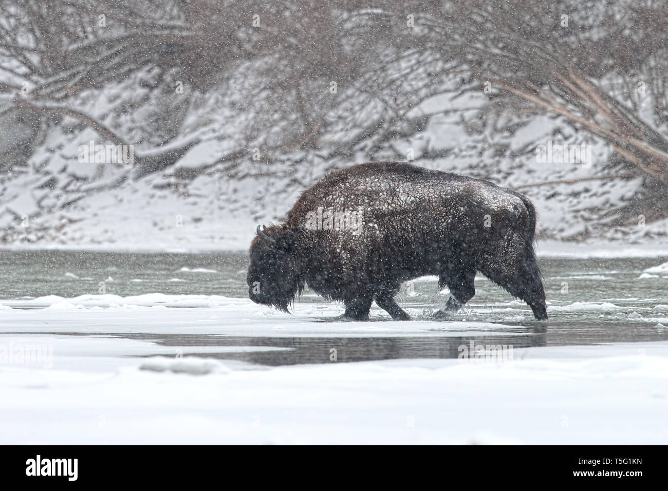 Wilder Mann Wisent, Bison bonasus Fluß im Winter mit Schnee fallen. Stockfoto