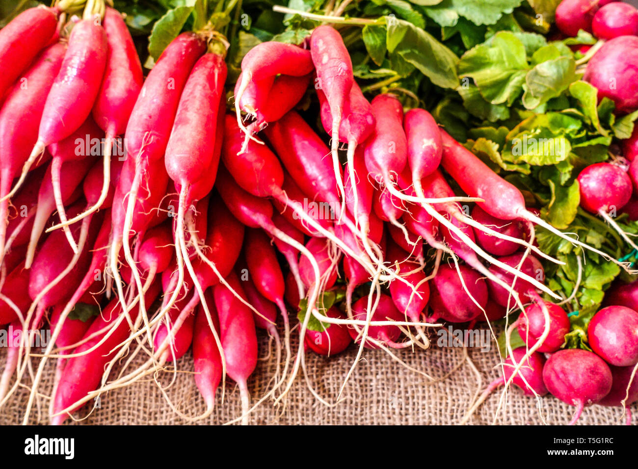 Ein Haufen roter Rettich-Wurzeln auf dem Markt, spanische Rettich-Wurzeln Stockfoto