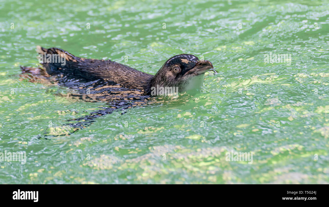 Süße kleine Pinguin schwimmt an Penguin Island, Rockingham Western Australia Stockfoto