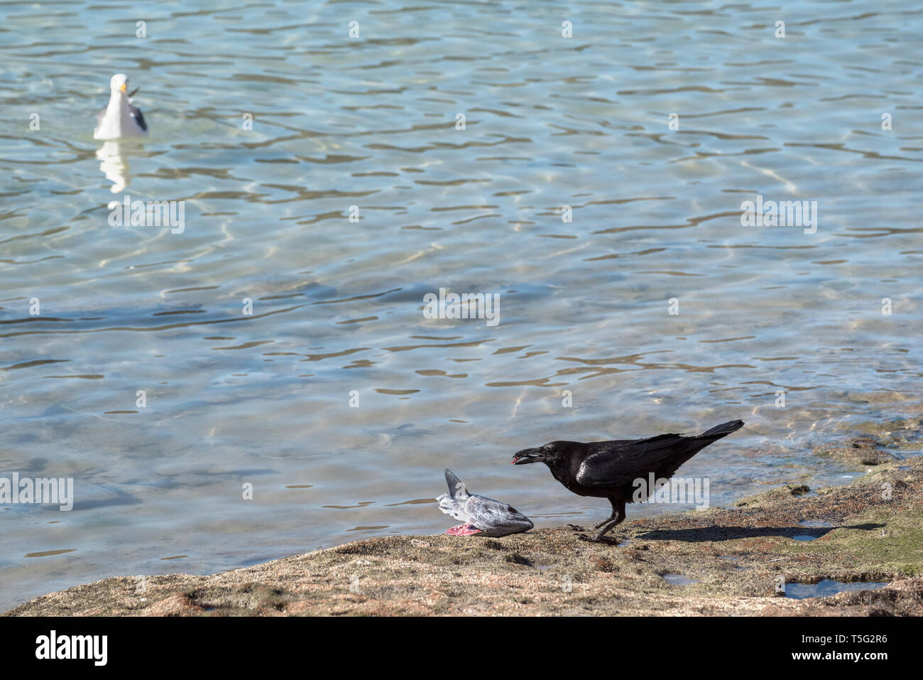 Raven essen ein Fisch Kopf, während eine Möwe schaut, Espiritu Santo, Baja California Sur, Mexiko. Stockfoto