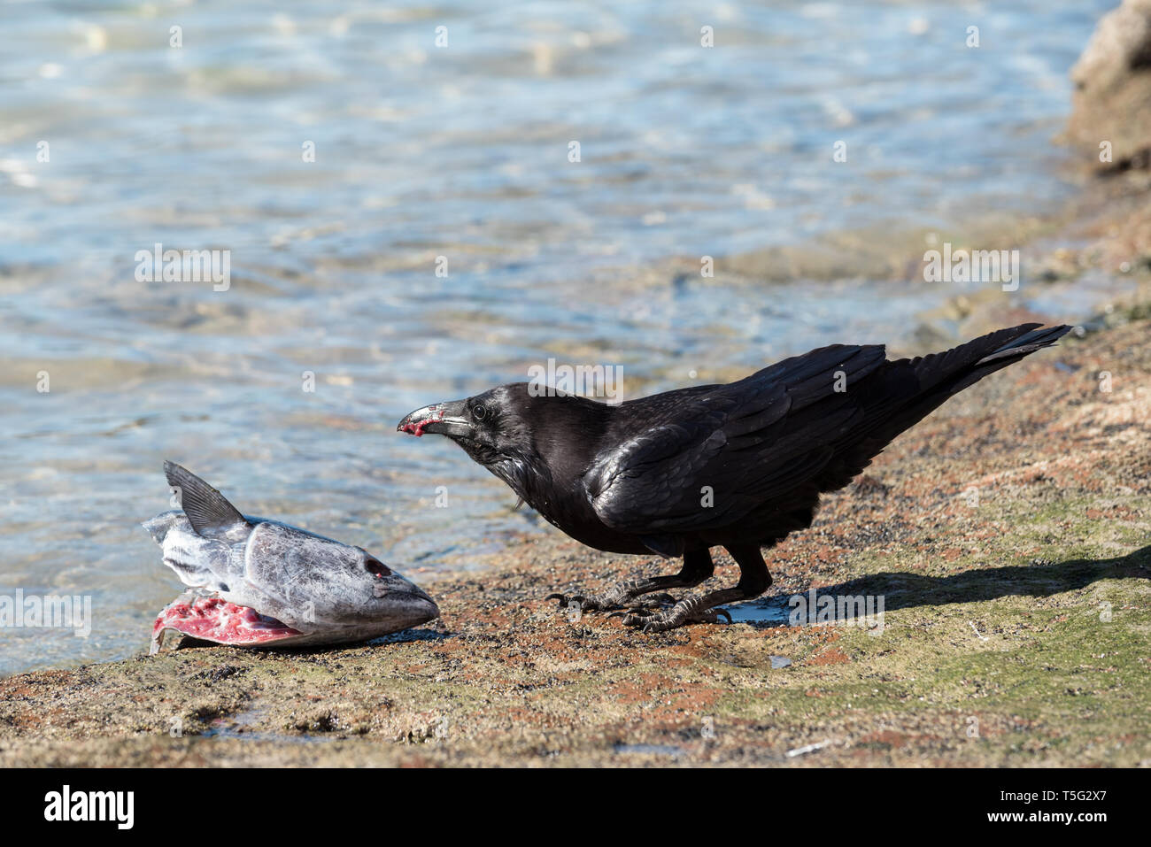 Raven essen ein Fisch Kopf, Espiritu Santo, Baja California Sur, Mexiko. Stockfoto