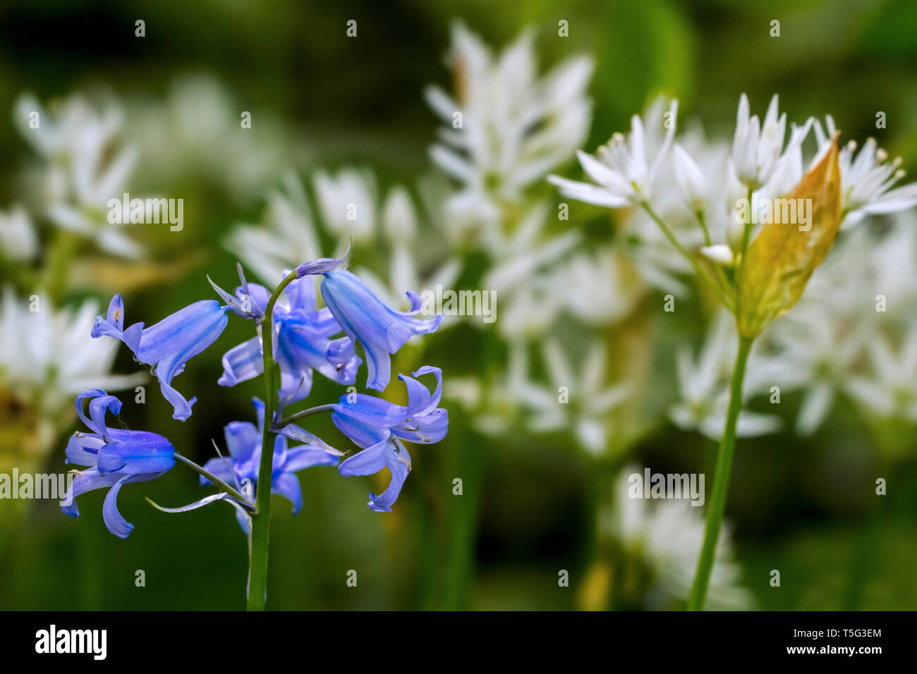 Bluebell (Endymion nonscriptus) und Bärlauch/buckrams/Bärlauch/Broad-leaved/Holz Knoblauch Knoblauch (Allium ursinum) in Blüte im Frühjahr Wald Stockfoto
