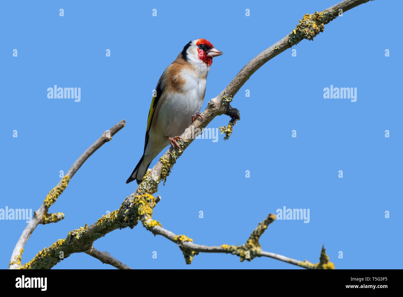 Europäische Stieglitz (Carduelis carduelis) im Baum gegen den blauen Himmel im Frühjahr gehockt Stockfoto