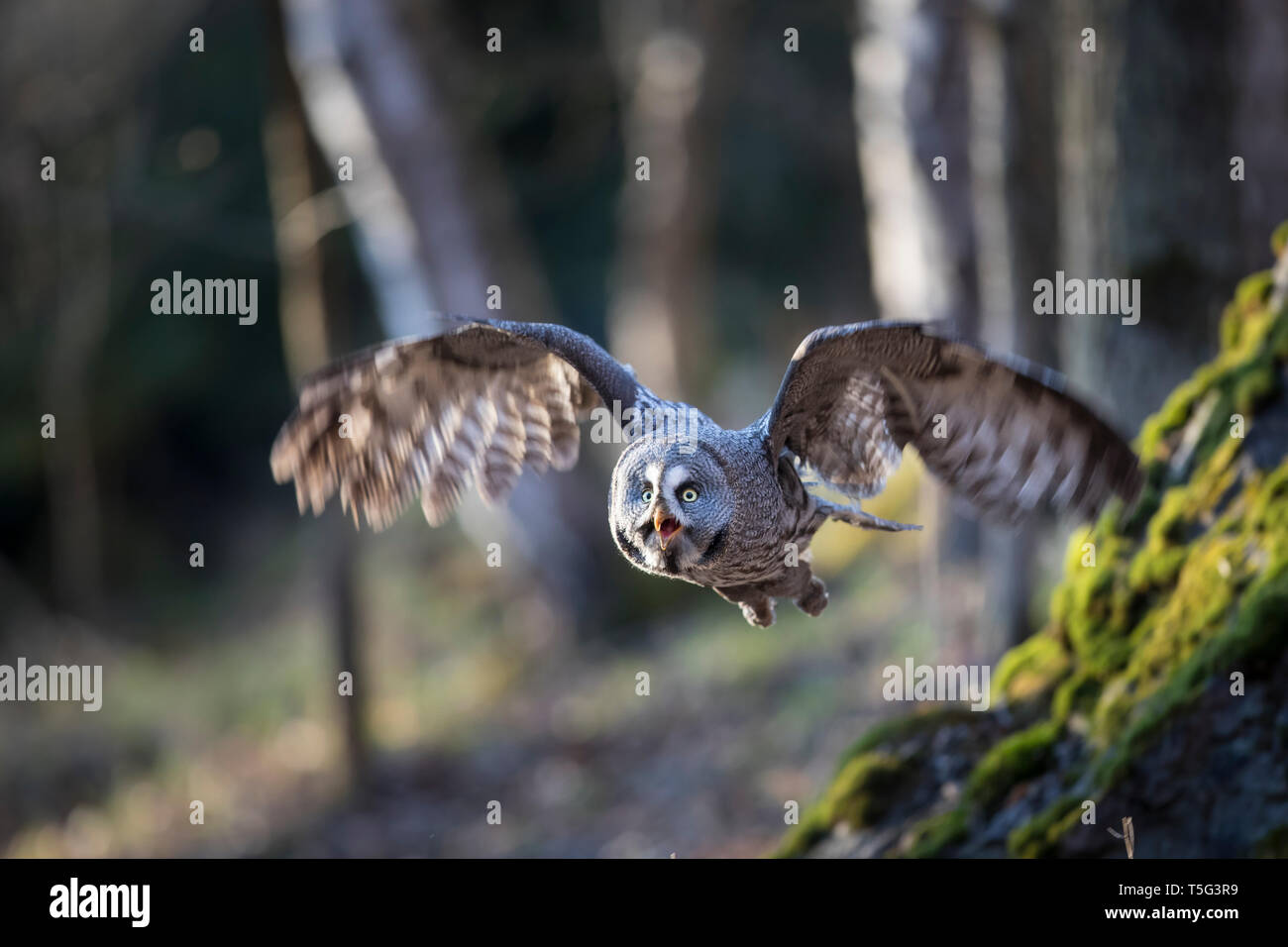 , Bartkauz Strix nebulosa, Bartkauz Stockfoto