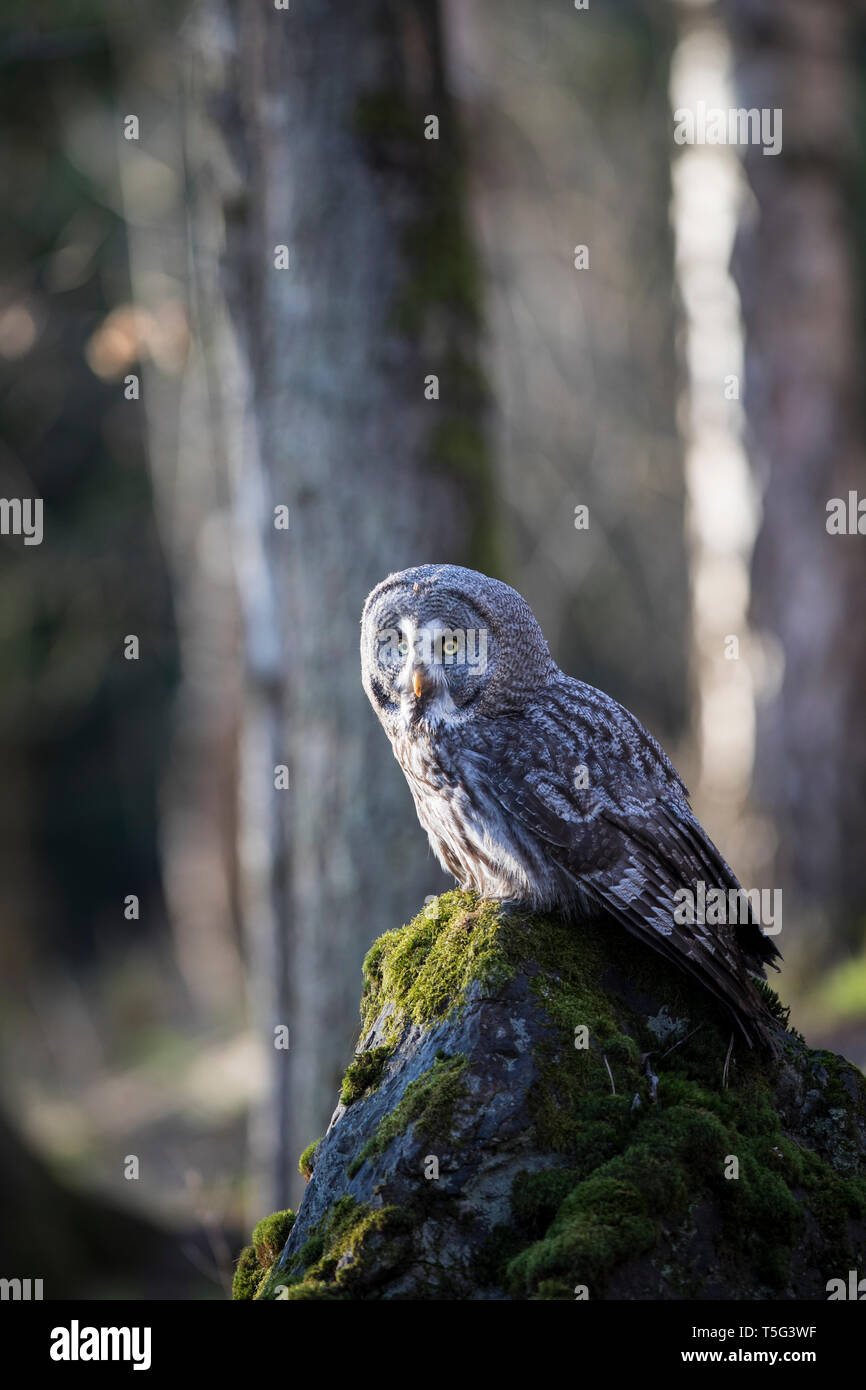 , Bartkauz Strix nebulosa, Bartkauz Stockfoto