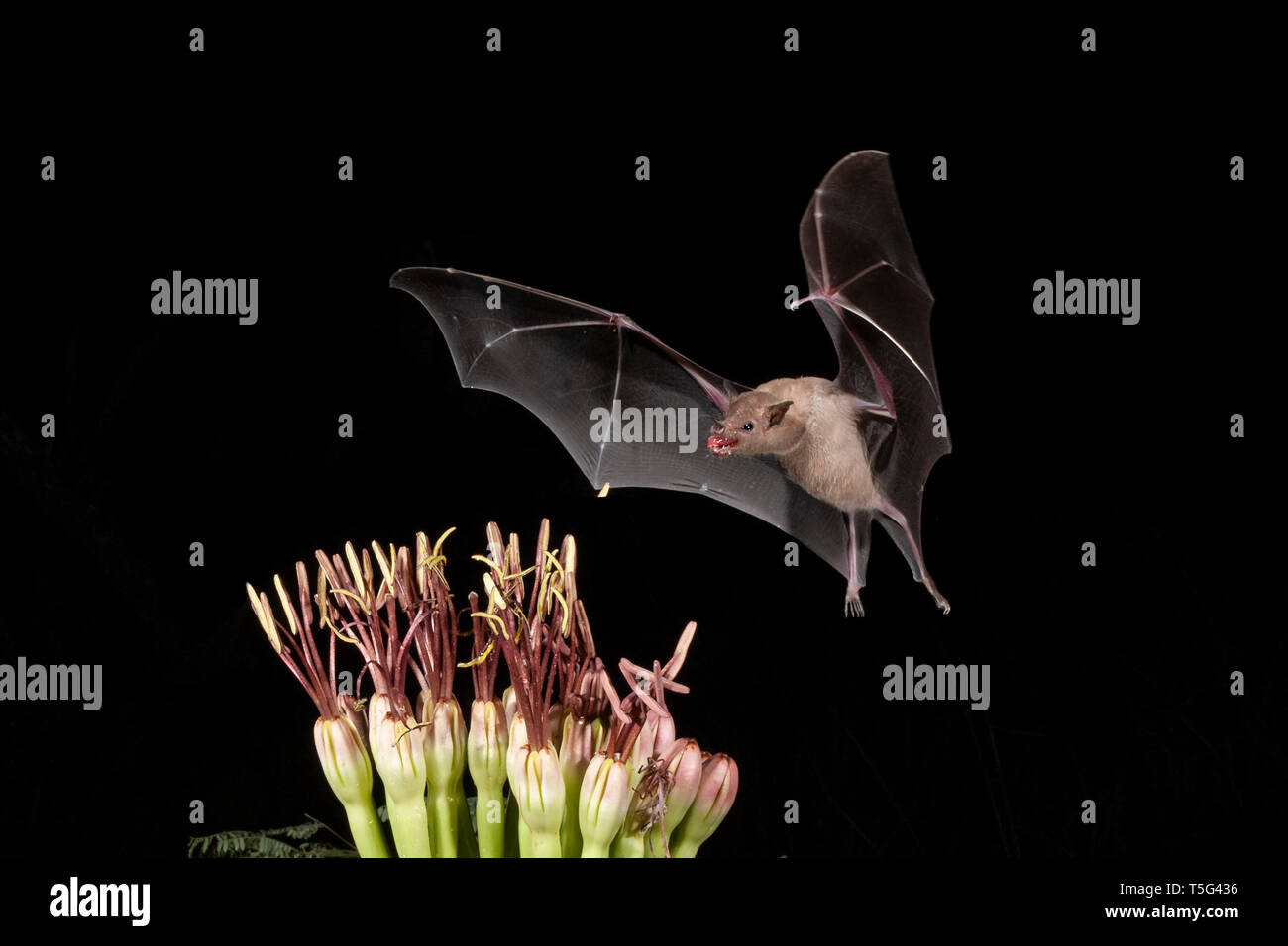 Nordamerika; USA; Arizona; Widlife; Nacht; Nektar-feeder; Spitzzange Bat; Leptonycteris curasoae. Nektar ernähren von Agave. Stockfoto