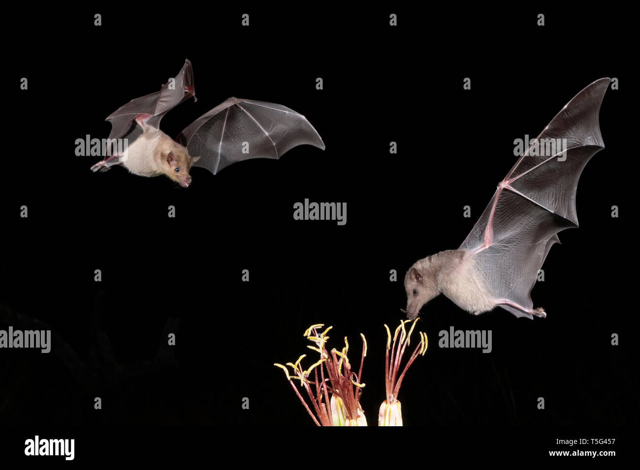 Nordamerika; USA; Arizona; Widlife; Nacht; Nektar-feeder; Weniger Spitzzange Bat; Leptonycteris curasoae; Weniger kurze Nase Bat; Cynopteru Stockfoto