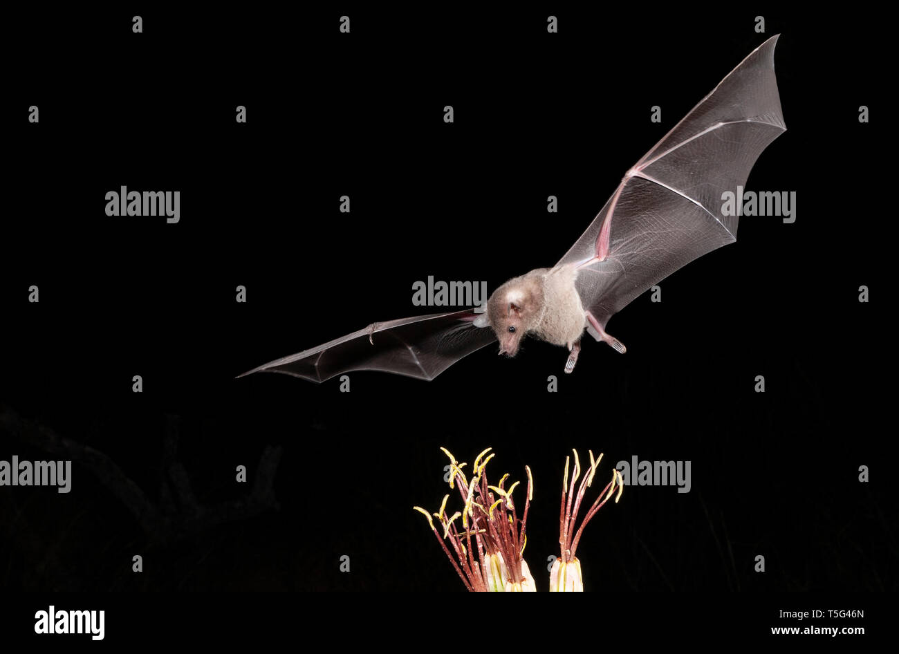 Nordamerika; USA; Arizona; Widlife; Nacht; Nektar-feeder; Spitzzange Bat; Leptonycteris curasoae. Nektar ernähren von Agave. Stockfoto