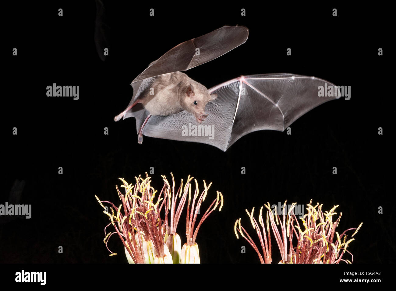 Nordamerika; USA; Arizona; Widlife; Nacht; Nektar-feeder; Spitzzange Bat; Leptonycteris curasoae. Nektar ernähren von Agave. Stockfoto
