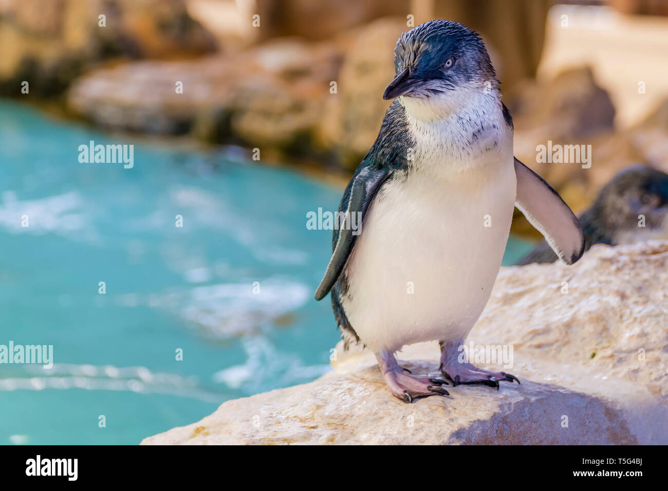 Schöne australische Pinguin stehend in der Nähe der Wasser bei Penguin Island, Rockingham Western Australia Stockfoto