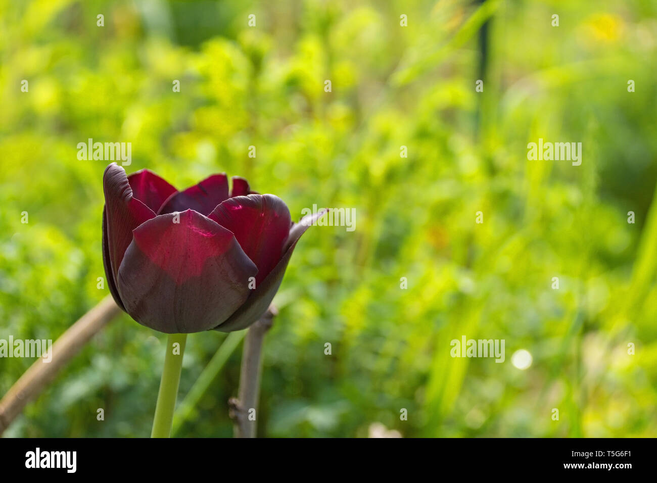 Ein tiefes Dunkelrot einzelnen frühen Tulpen im Frühling Garten im Nordosten von Italien Stockfoto