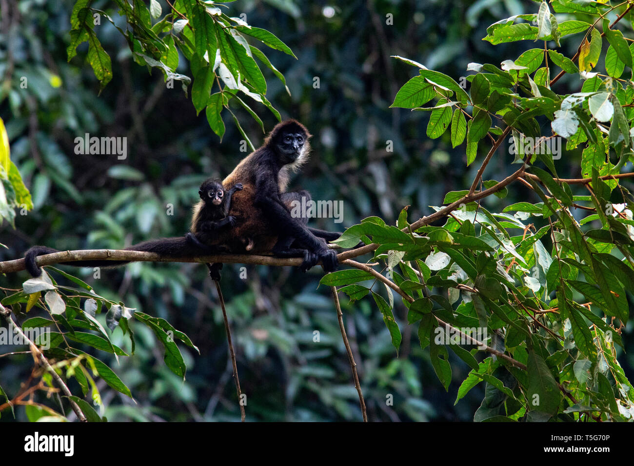 Mutter und Baby Geoffroy's Spider monkey (Ateles geoffroyi) - La Laguna del Lagarto Eco-Lodge, Boca Tapada, Costa Rica Stockfoto