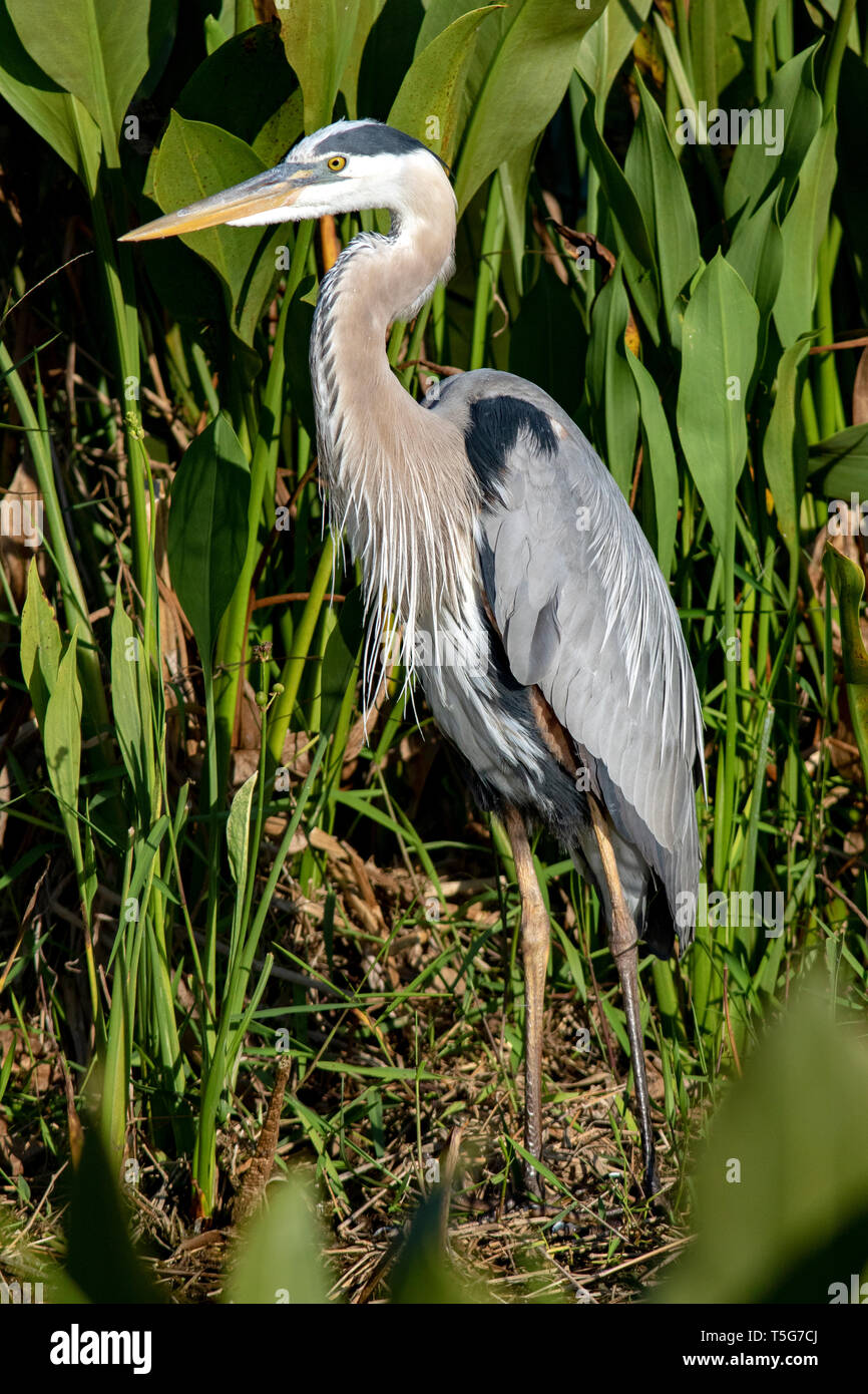 Great Blue Heron (Ardea herodias) - Green Cay Feuchtgebiete, Boynton Beach, Florida, USA Stockfoto