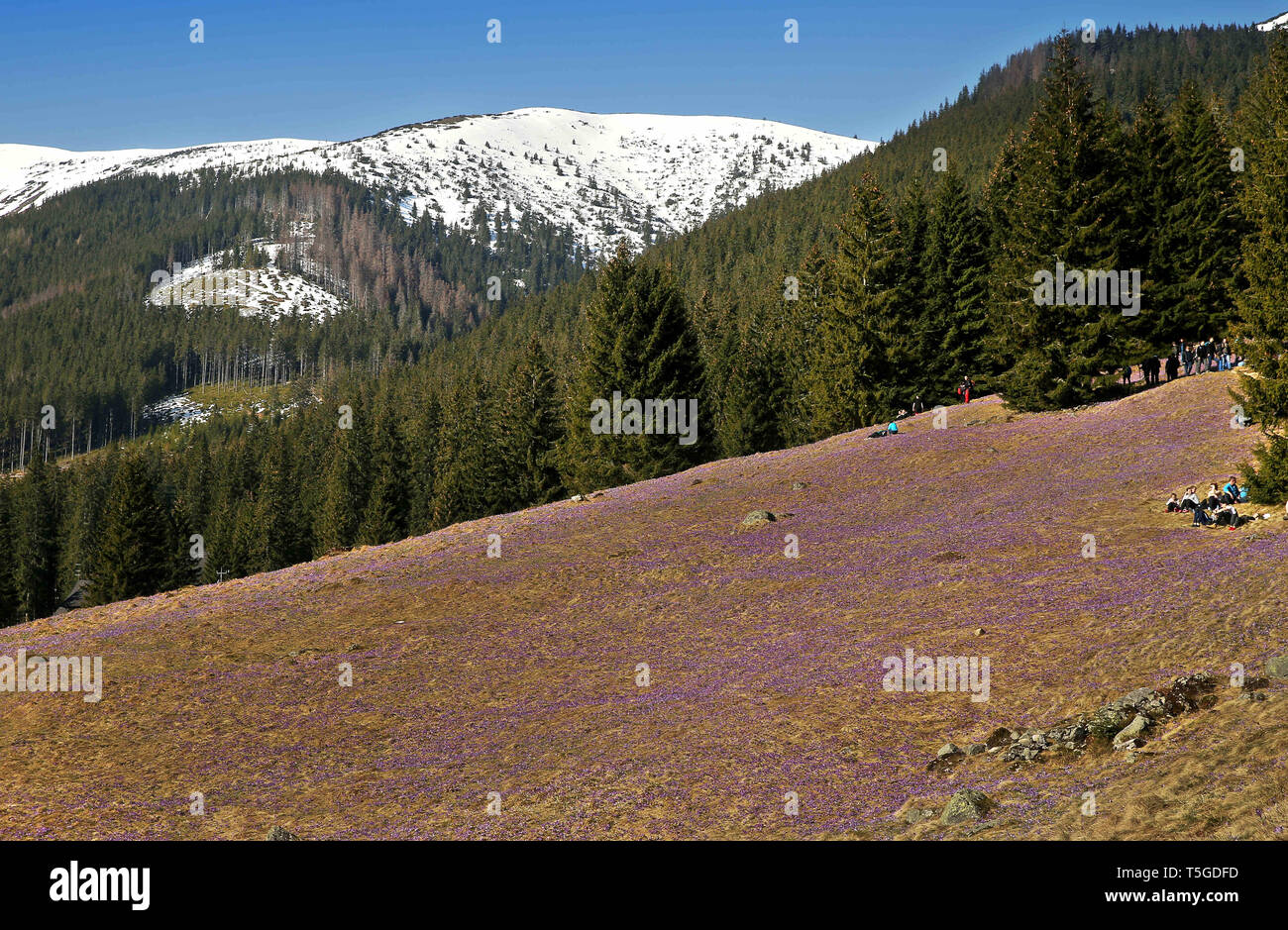 Zakopane, Polen. 13 Apr, 2019. Krokusse gesehen blüht in der chocholowska Tal. krokusse haben in den Bergen der Hohen Tatra geblüht. Jedes Jahr im Frühling, der Berg lichtungen werden mit tausenden blühenden Blumen bedeckt. Die meisten Frühling Krokusse blühen im chocholowska Tal und auf den KalatÃ³wki Clearing. Kredit Damian: Klamka/SOPA Images/ZUMA Draht/Alamy leben Nachrichten Stockfoto