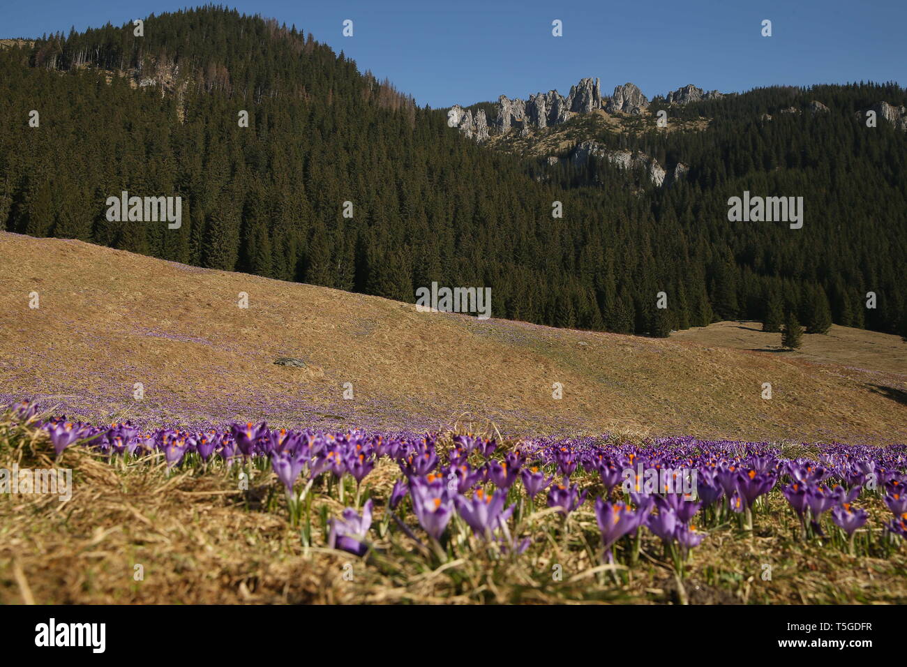 Zakopane, Polen. 13 Apr, 2019. Krokusse gesehen blüht in der chocholowska Tal. krokusse haben in den Bergen der Hohen Tatra geblüht. Jedes Jahr im Frühling, der Berg lichtungen werden mit tausenden blühenden Blumen bedeckt. Die meisten Frühling Krokusse blühen im chocholowska Tal und auf den KalatÃ³wki Clearing. Kredit Damian: Klamka/SOPA Images/ZUMA Draht/Alamy leben Nachrichten Stockfoto