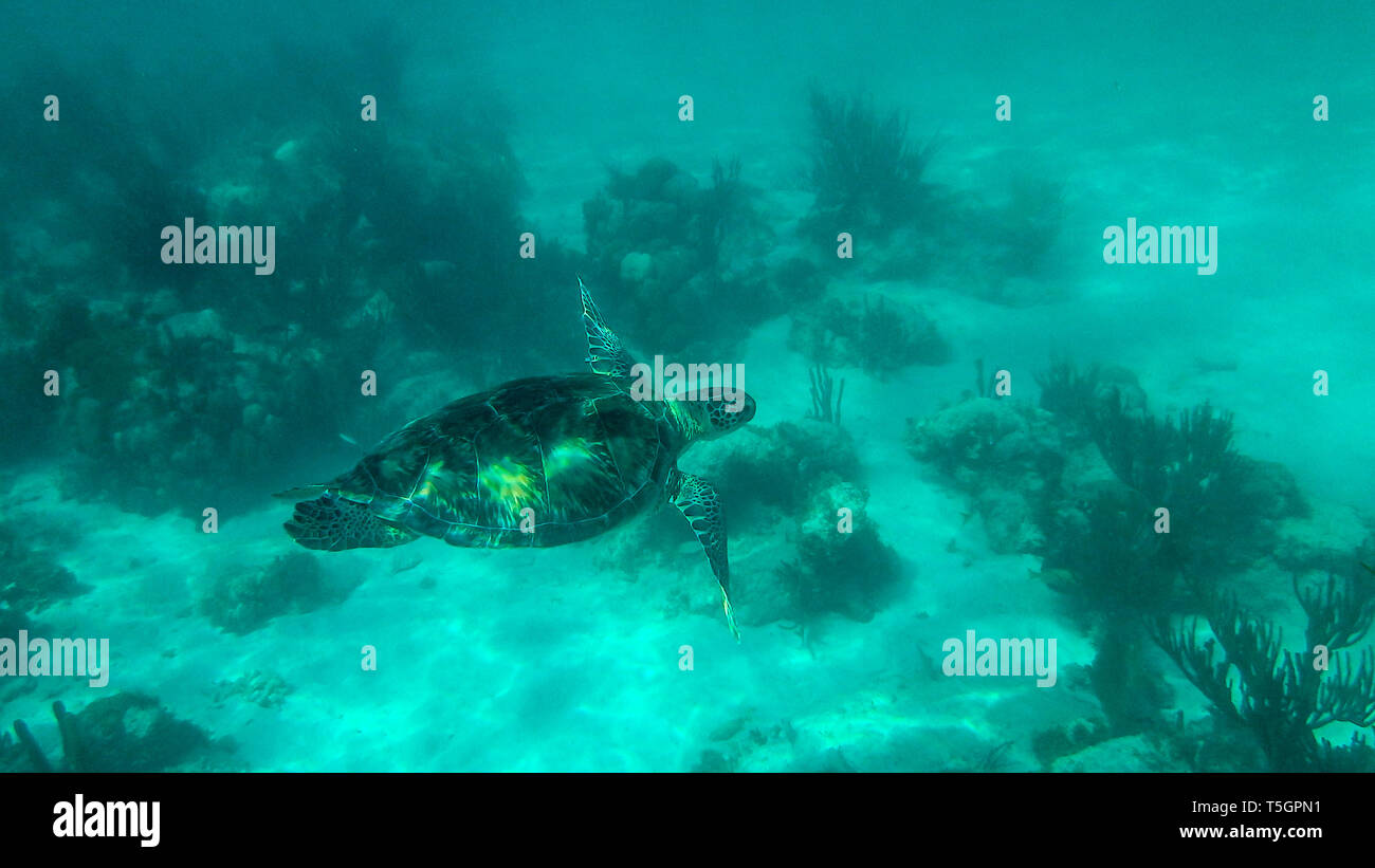 Schildkröte in Tulum Stockfoto